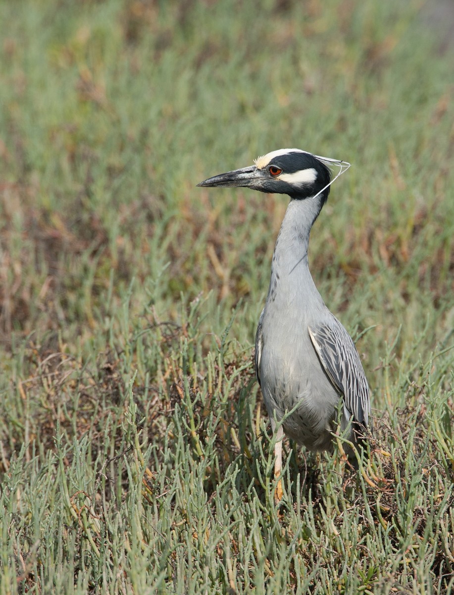 Yellow-crowned Night Heron - ML620534837