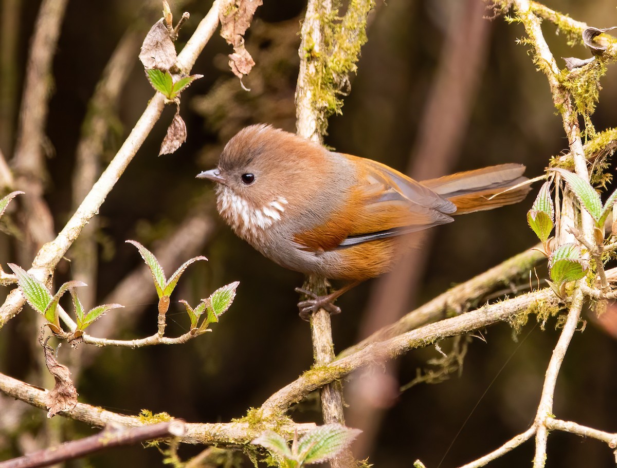 Brown-throated Fulvetta - ML620534844