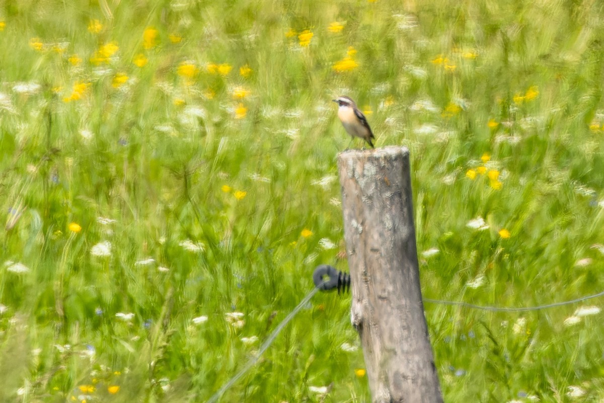 Whinchat - Gabi Uhrova