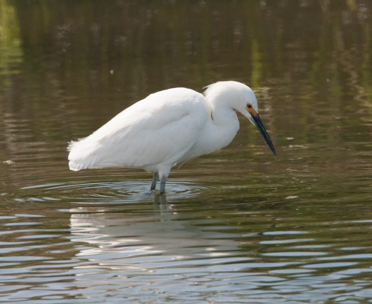 Snowy Egret - ML620534852