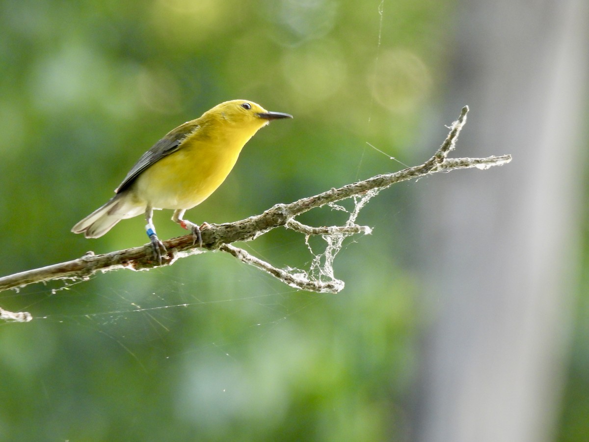 Prothonotary Warbler - ML620534858
