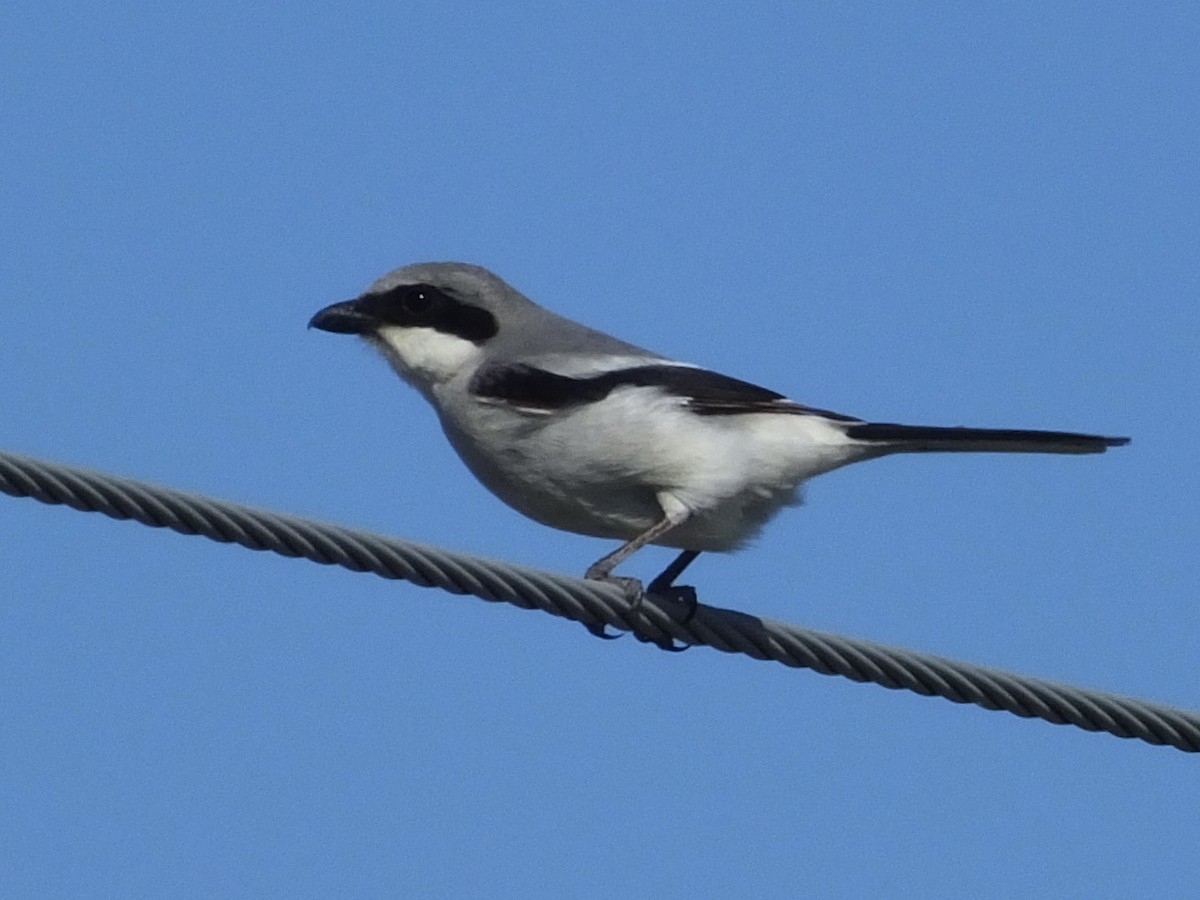 Loggerhead Shrike - ML620534864