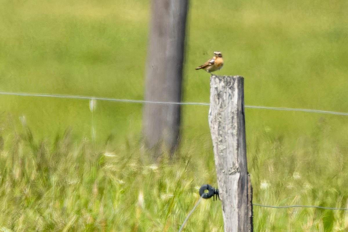 Whinchat - ML620534865