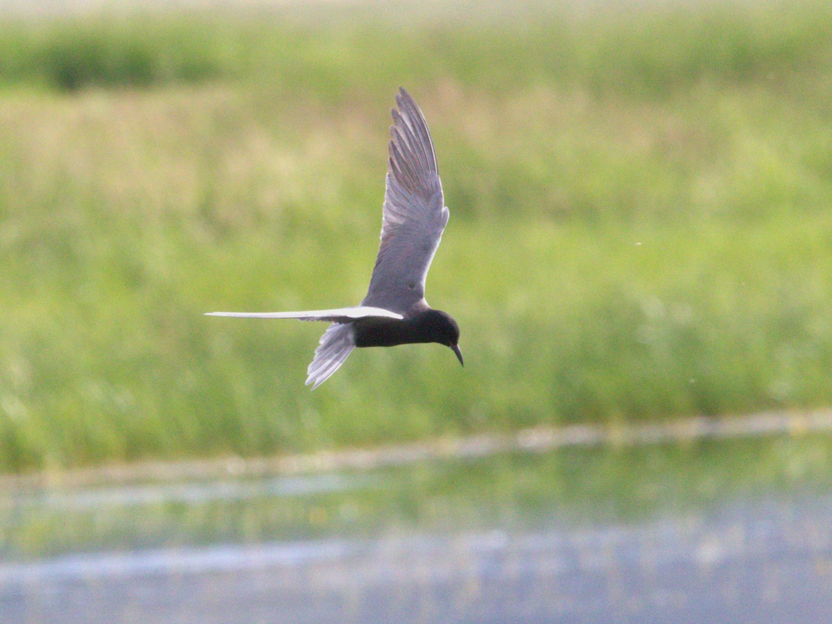 Black Tern - ML620534871