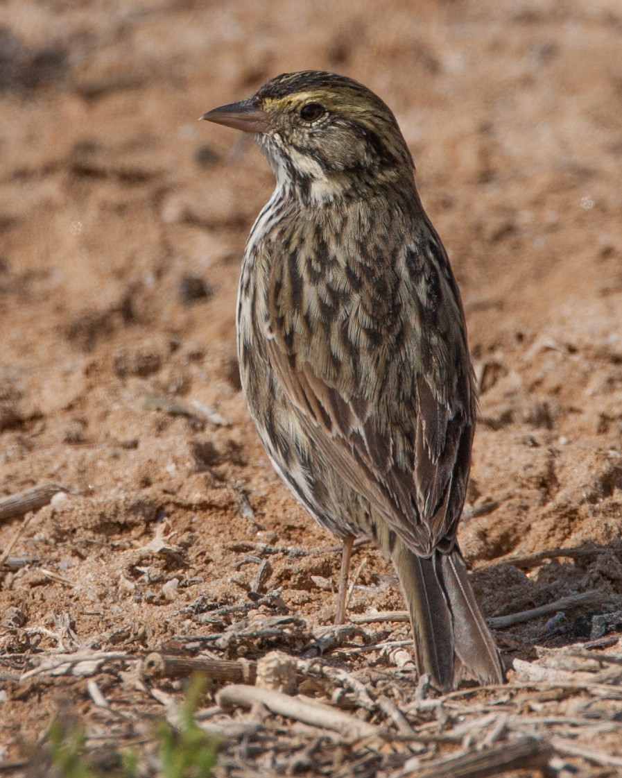 Savannah Sparrow - ML620534872