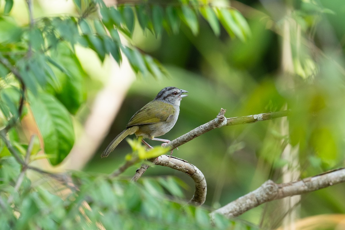 Green-backed Sparrow - ML620534873