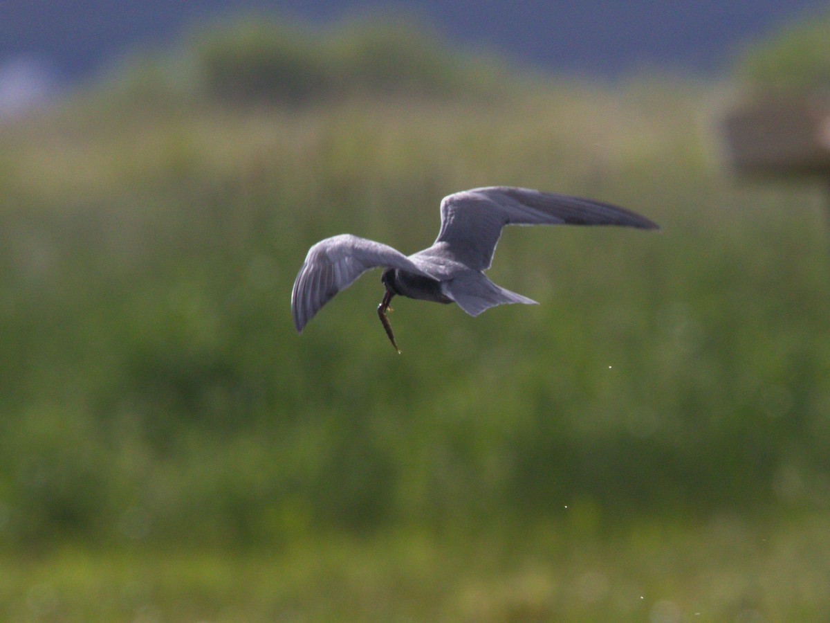 Black Tern - ML620534876