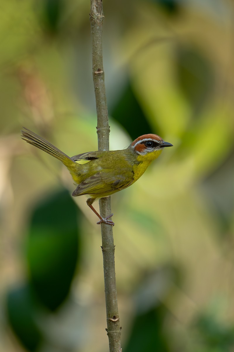 Rufous-capped Warbler - ML620534889