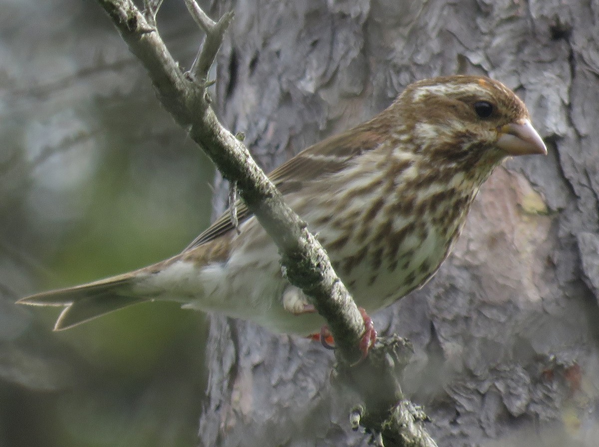 Purple Finch - ML620534896