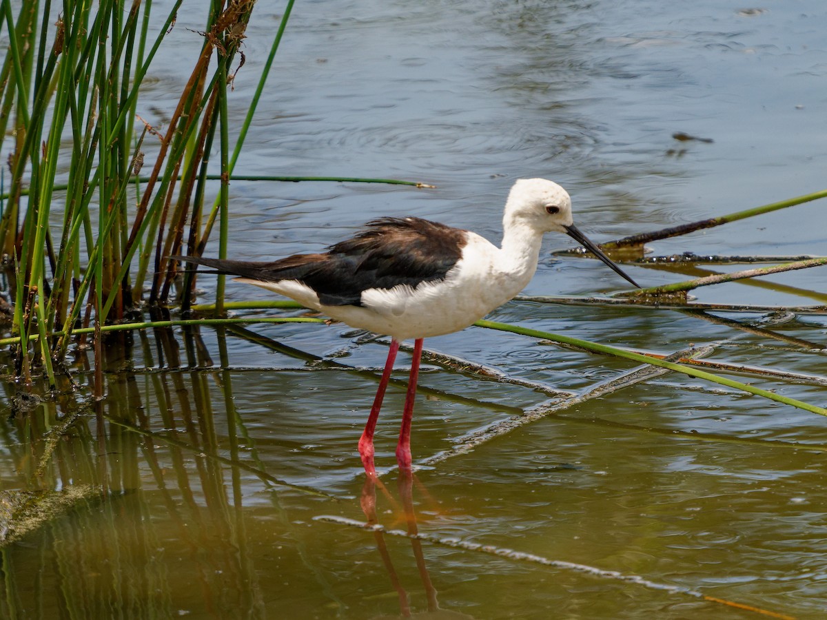 Black-winged Stilt - ML620534898