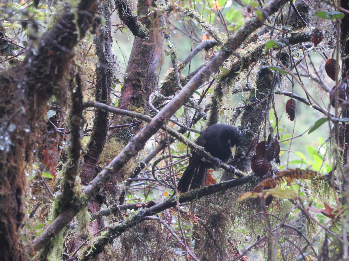 Yellow-billed Cacique - ML620534904