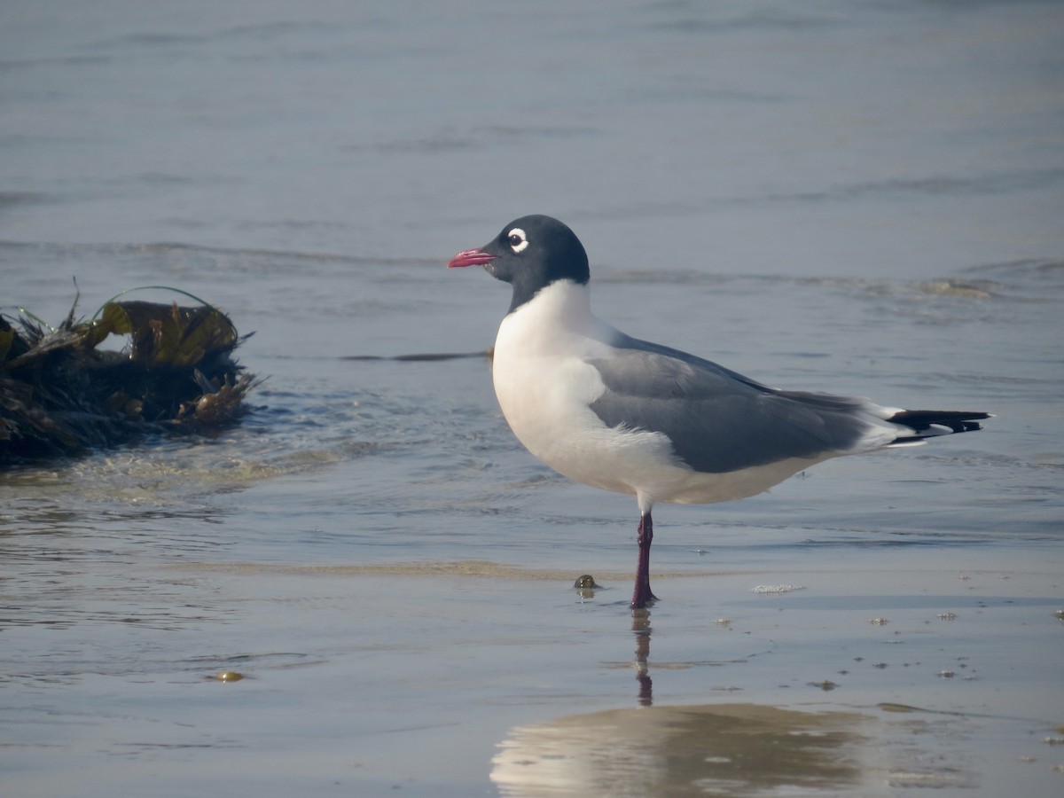 Franklin's Gull - ML620534910