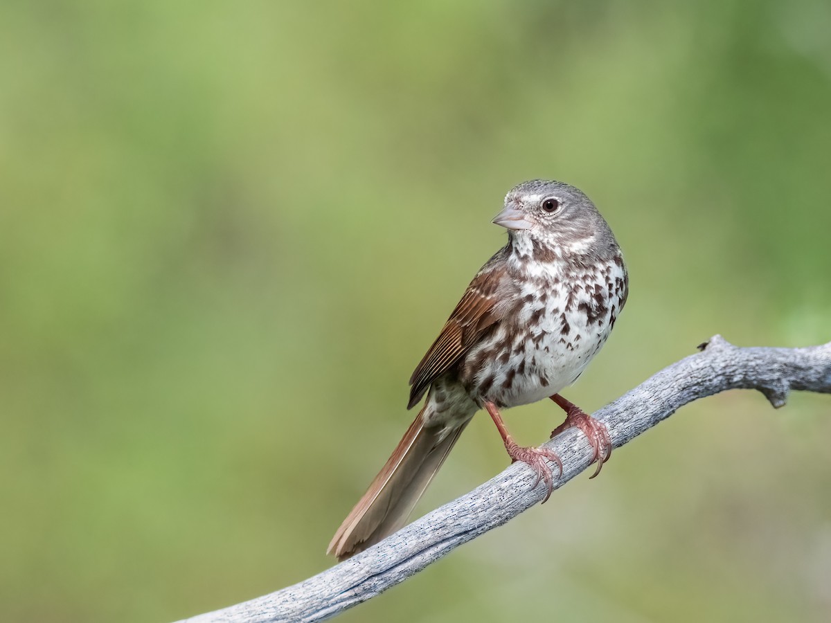 Fox Sparrow - ML620534911