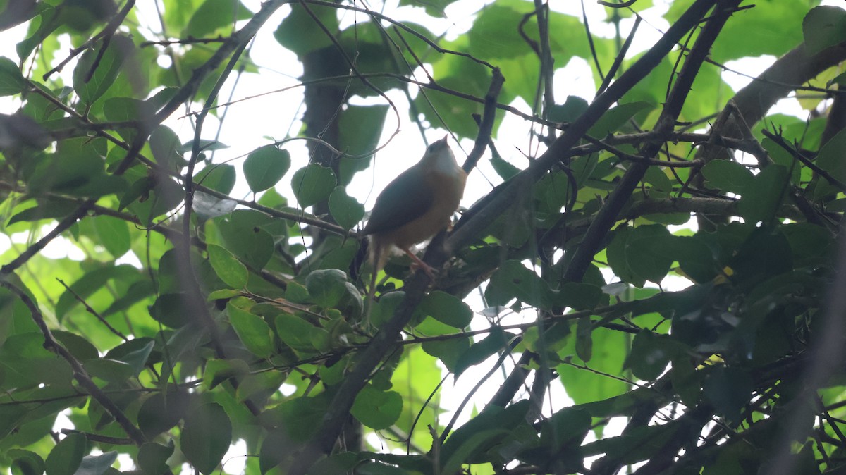 Prinia cendrée - ML620534914