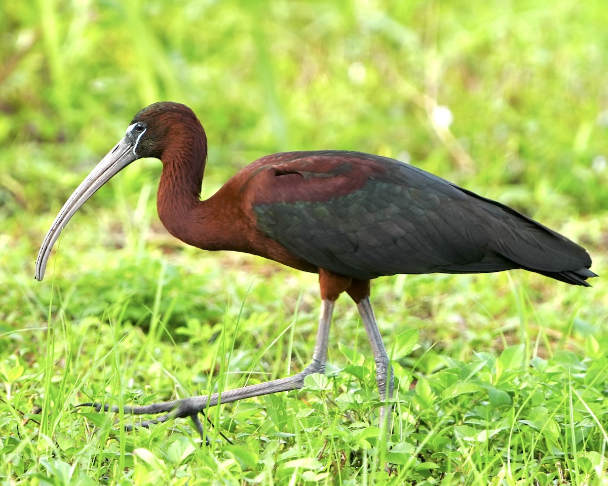 Glossy Ibis - ML620534921