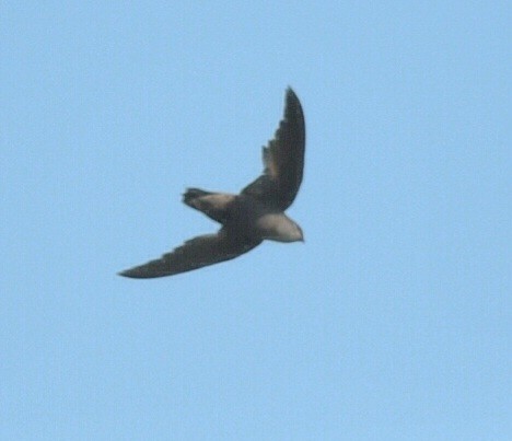 Chimney Swift - ML620534922