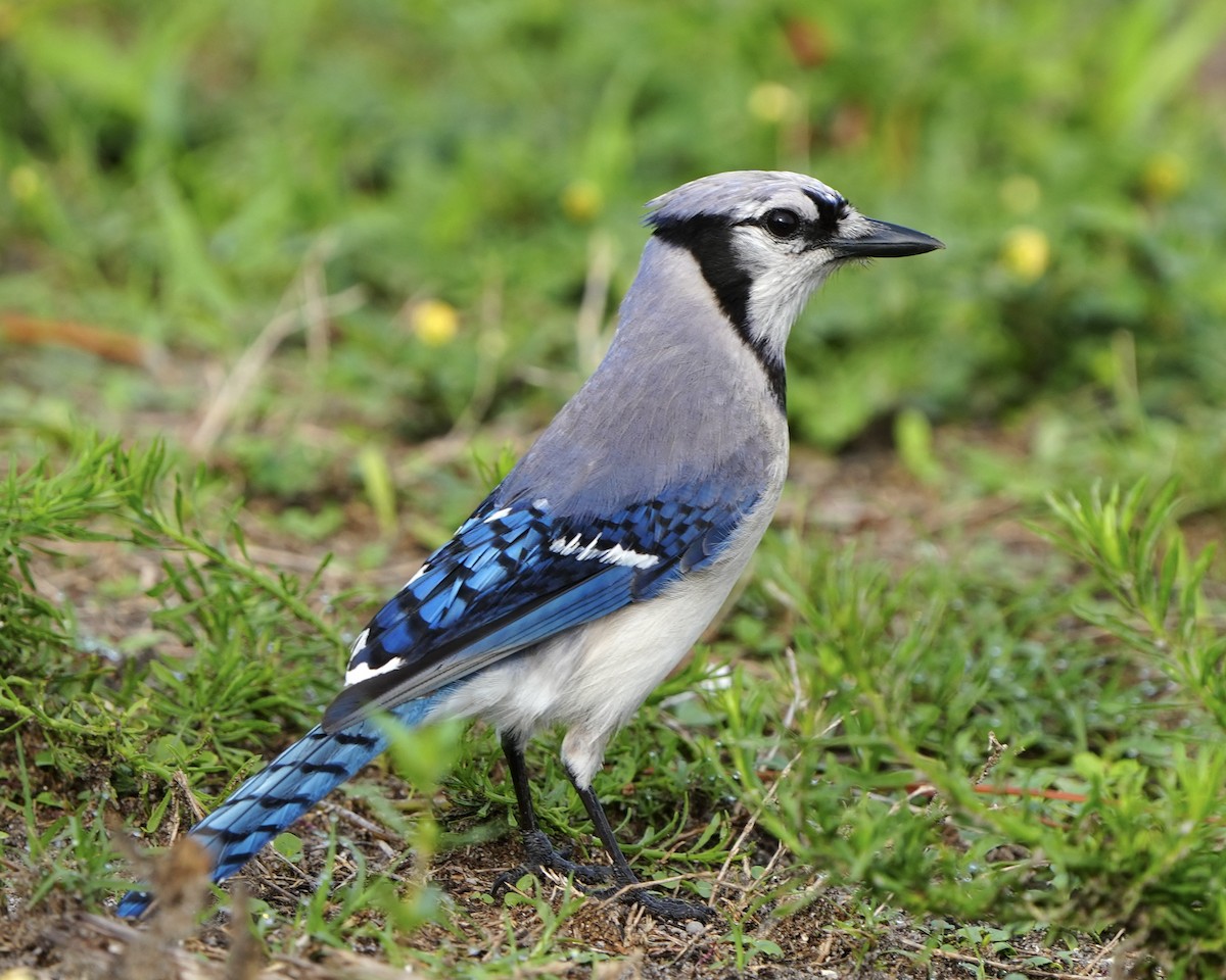 Blue Jay - ML620534925