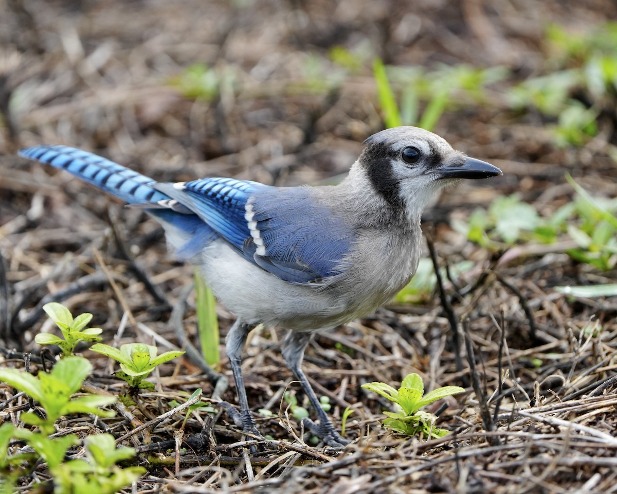 Blue Jay - ML620534926