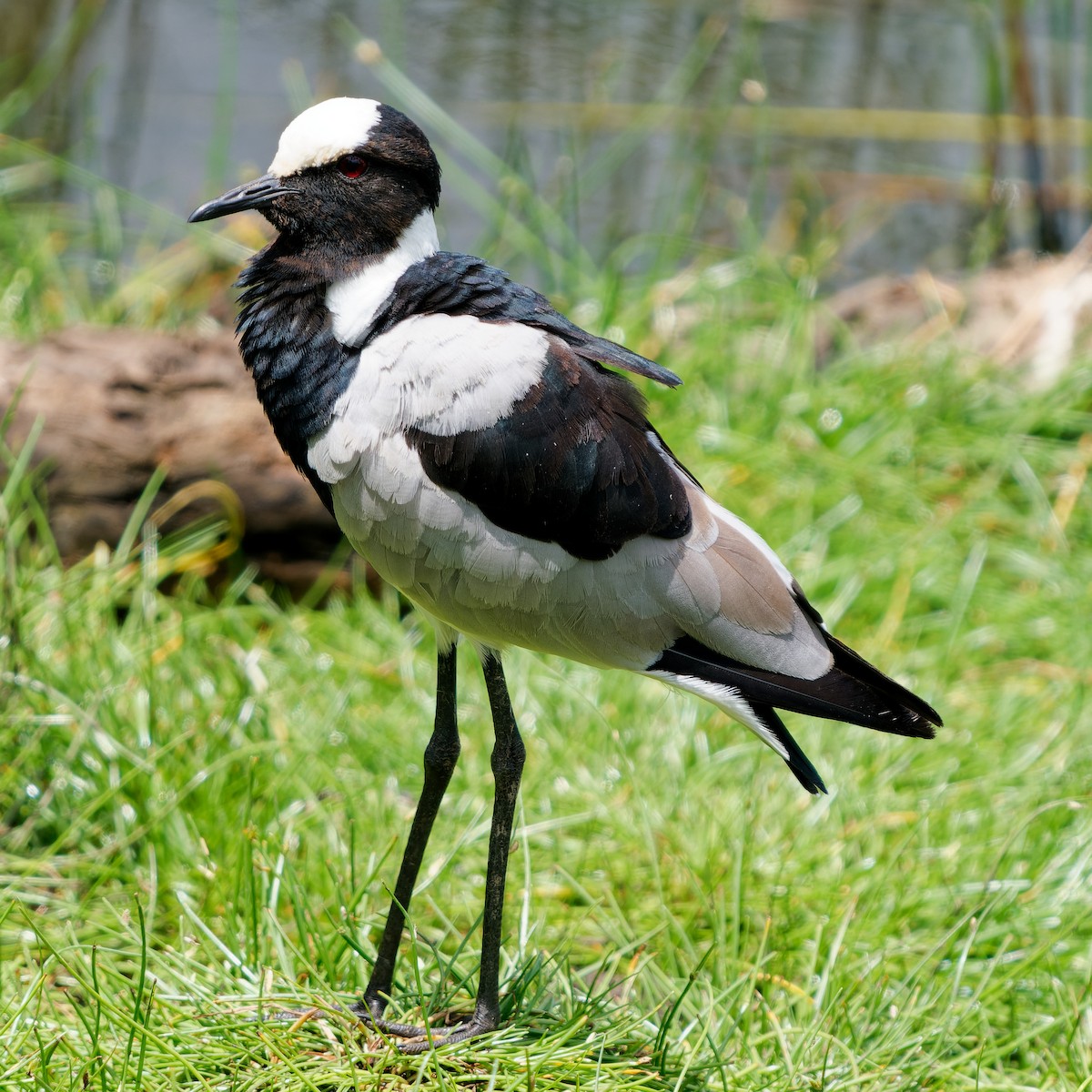 Blacksmith Lapwing - ML620534928