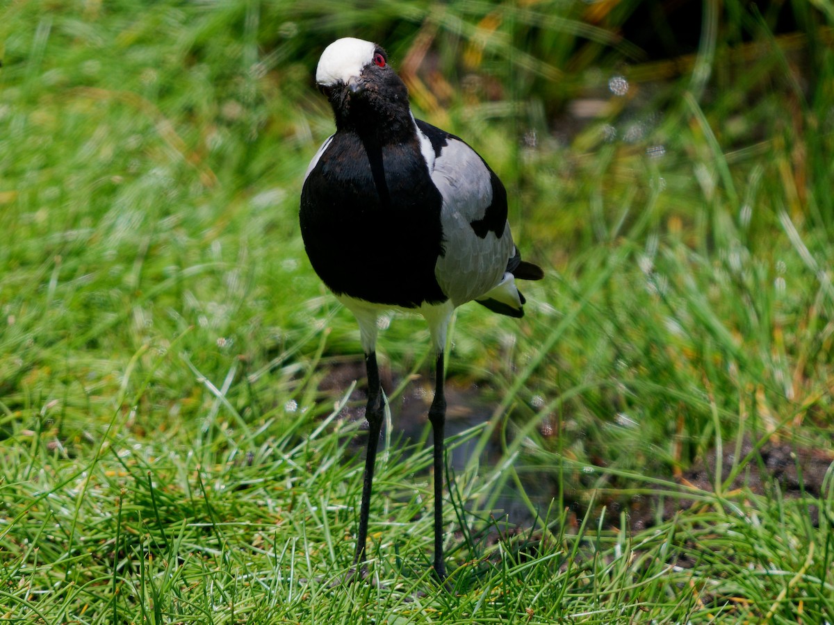 Blacksmith Lapwing - ML620534931