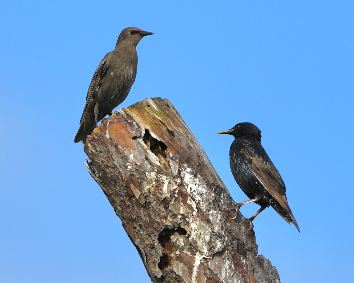 European Starling - ML620534932