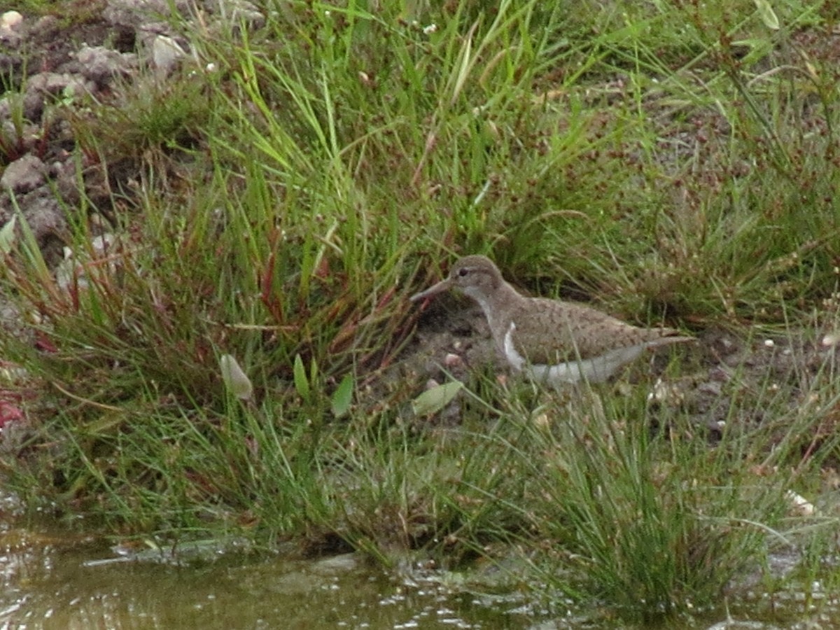 Common Sandpiper - ML620534941