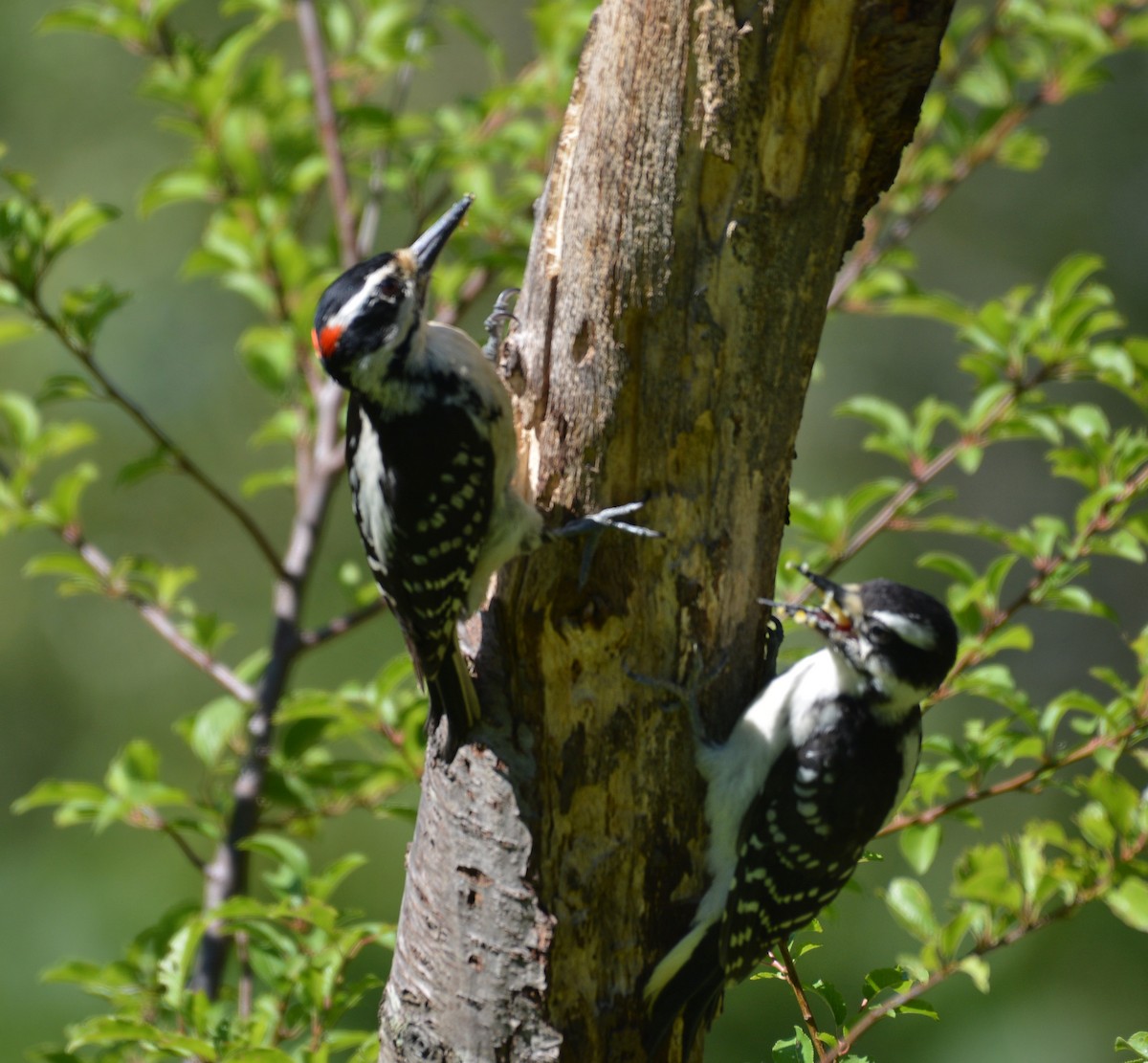 Hairy Woodpecker - Anonymous