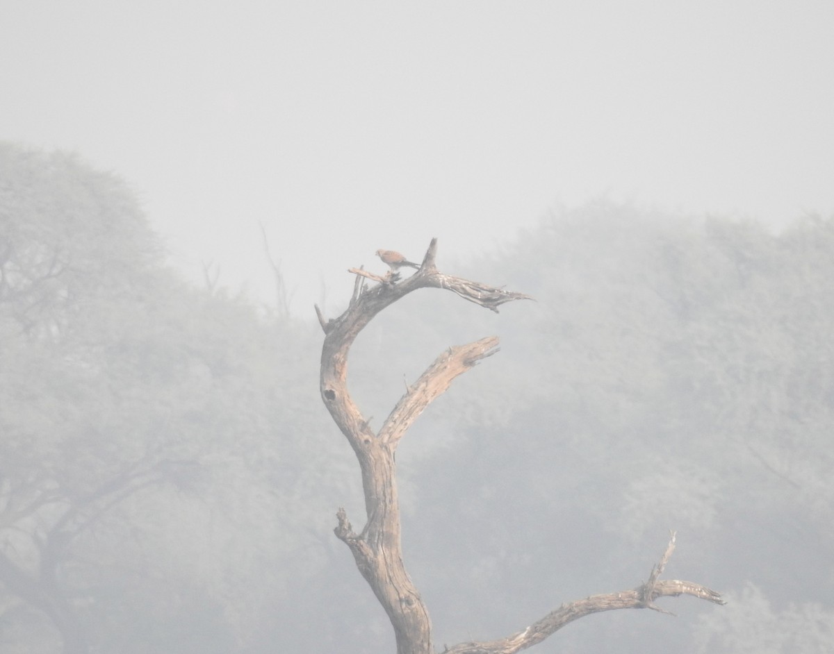 Eurasian Kestrel - ML620534949