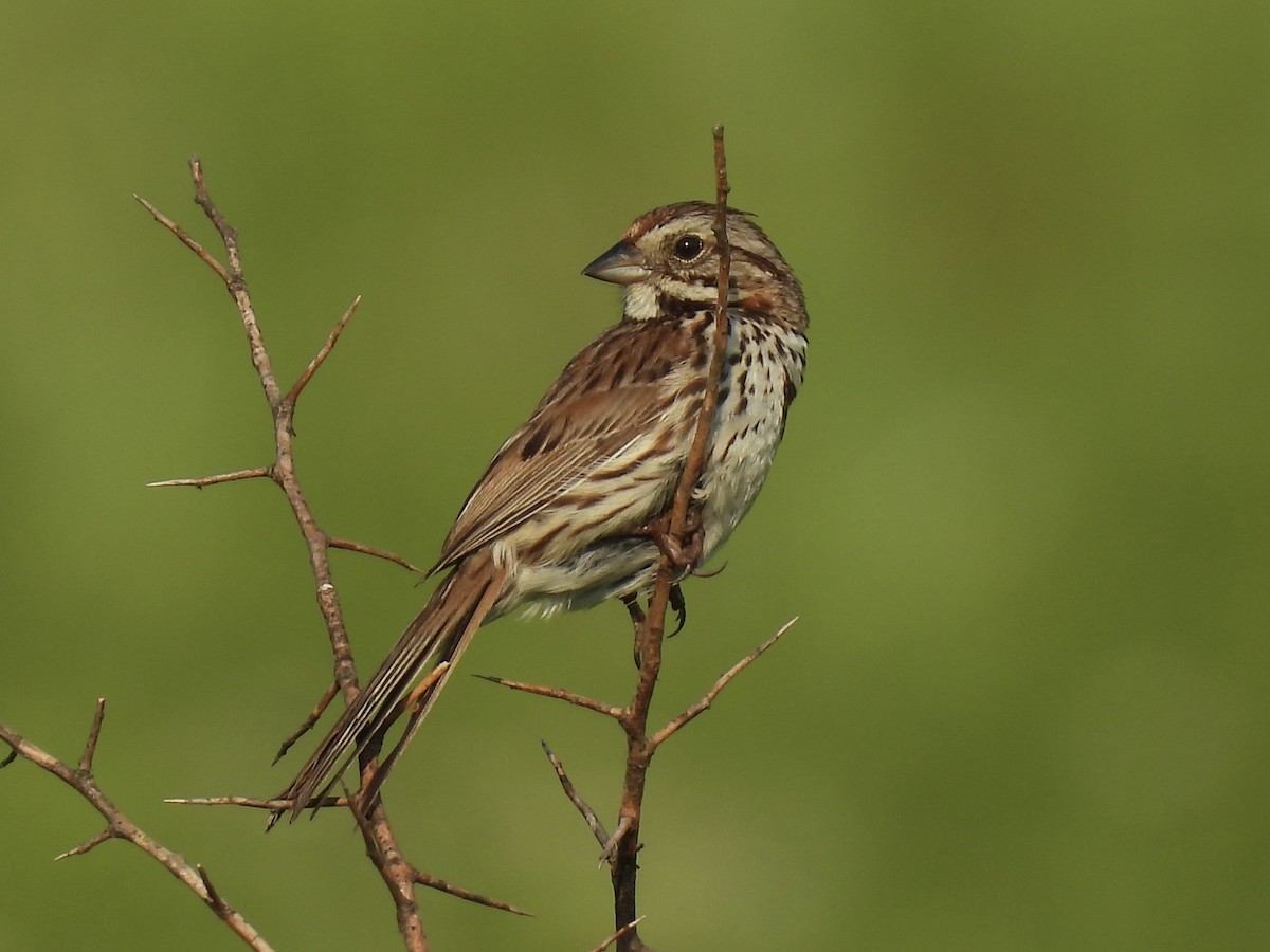 Song Sparrow - ML620534965