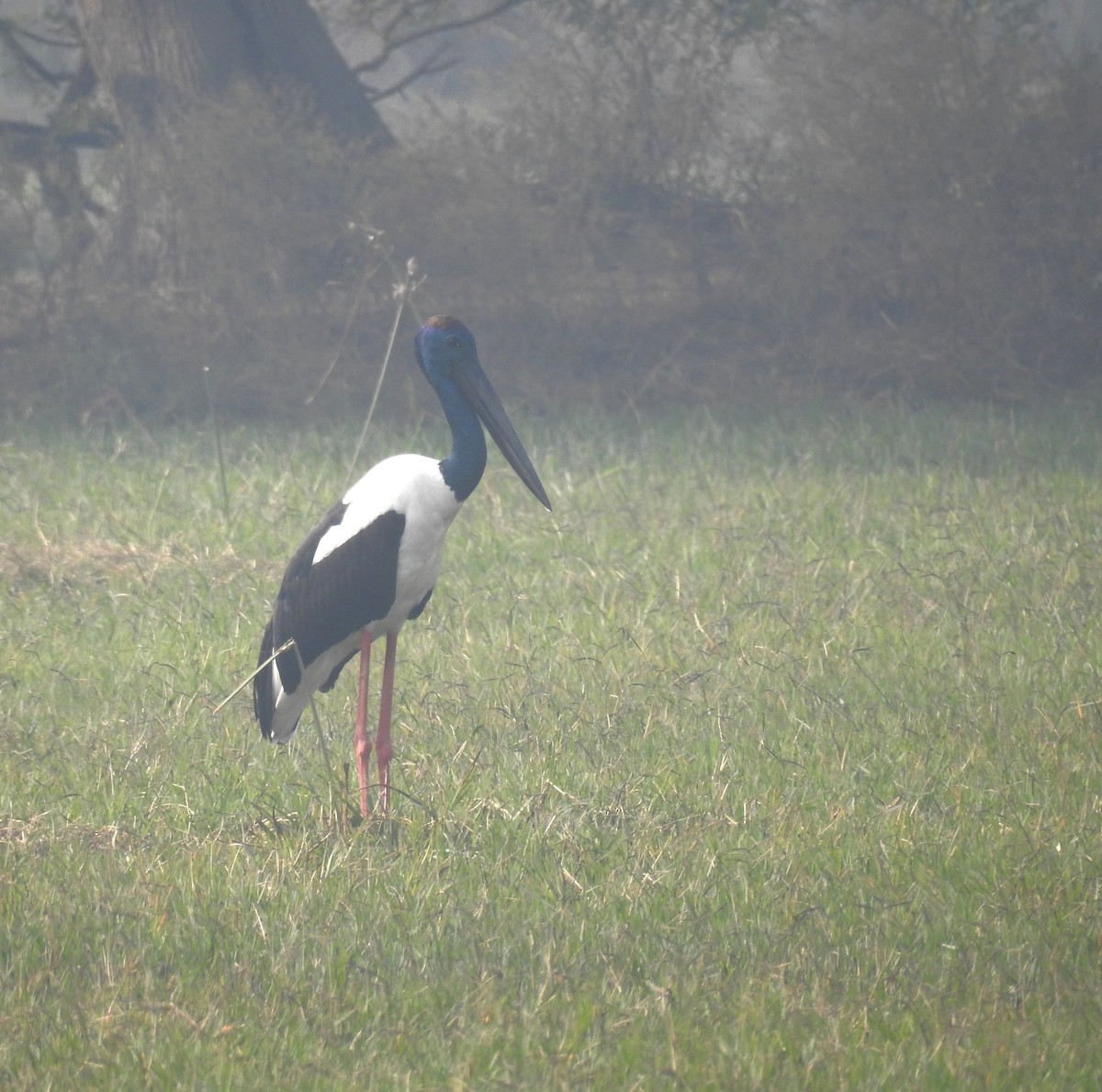 Black-necked Stork - ML620534970