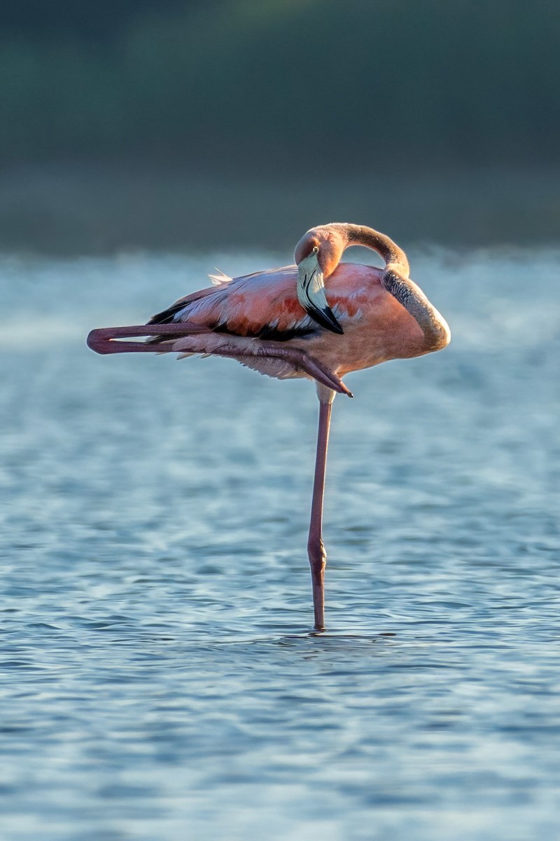 American Flamingo - Ashley Pichon