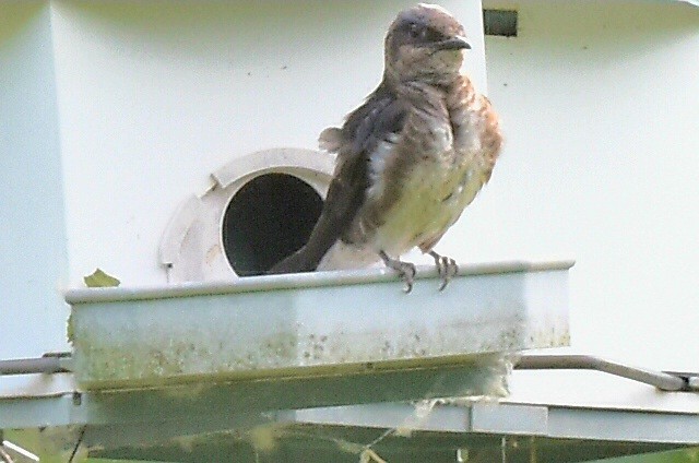 Purple Martin - ML620534975