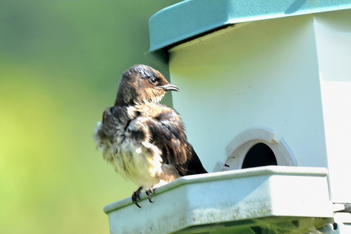 Purple Martin - ML620534977