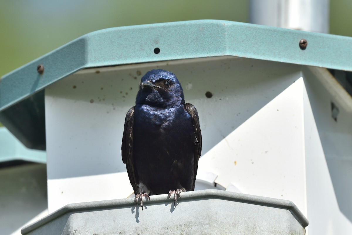 Purple Martin - ML620534979