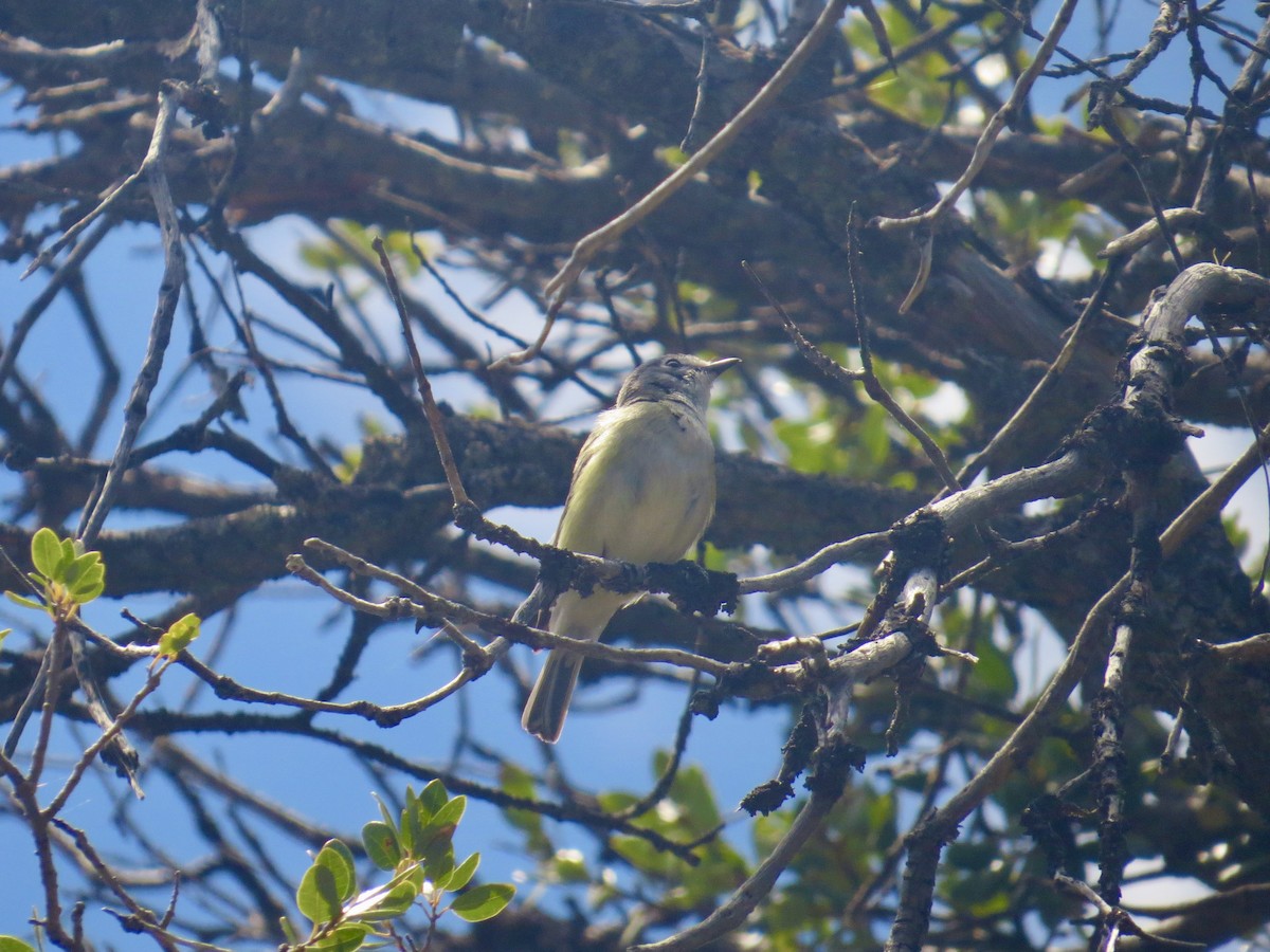 Cassin's Vireo - ML620534981