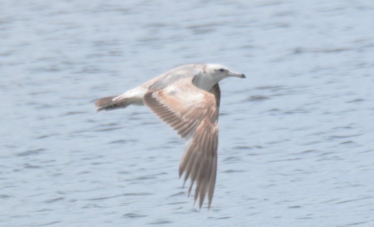 California Gull - ML620534983