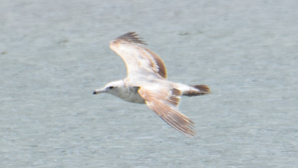 California Gull - ML620534984