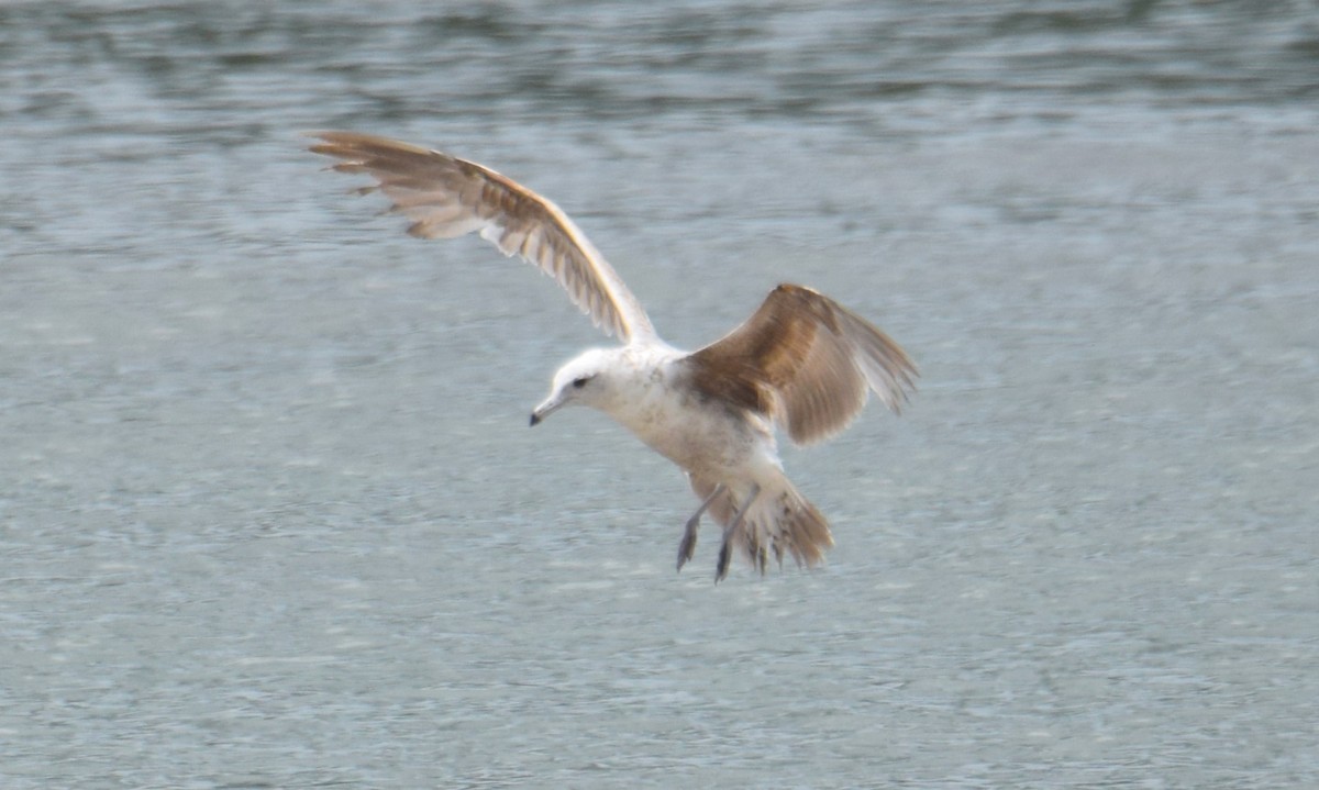 California Gull - ML620534985