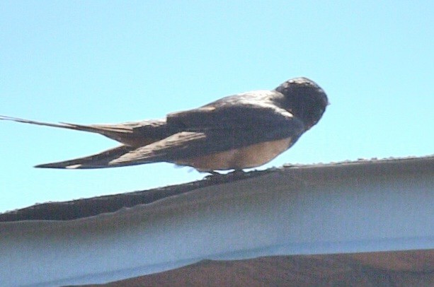 Barn Swallow - ML620534986