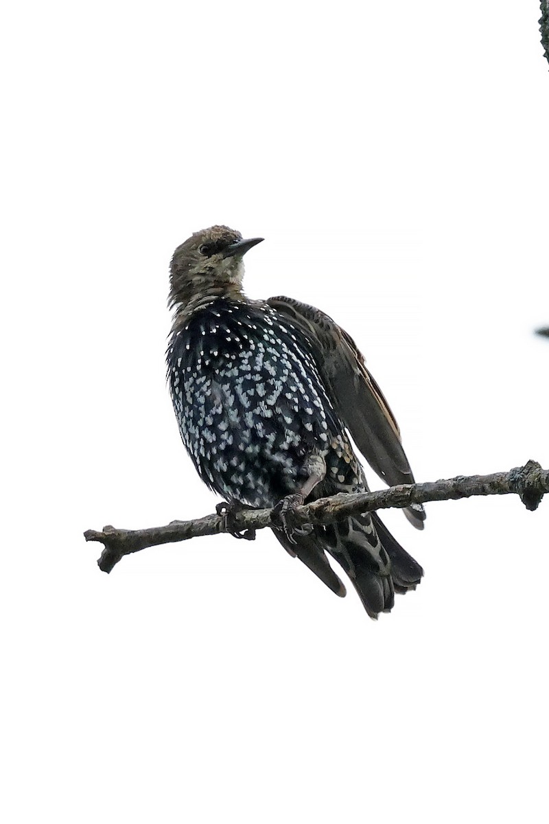 European Starling - ML620534989