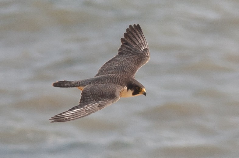 Peregrine Falcon - ML620534992