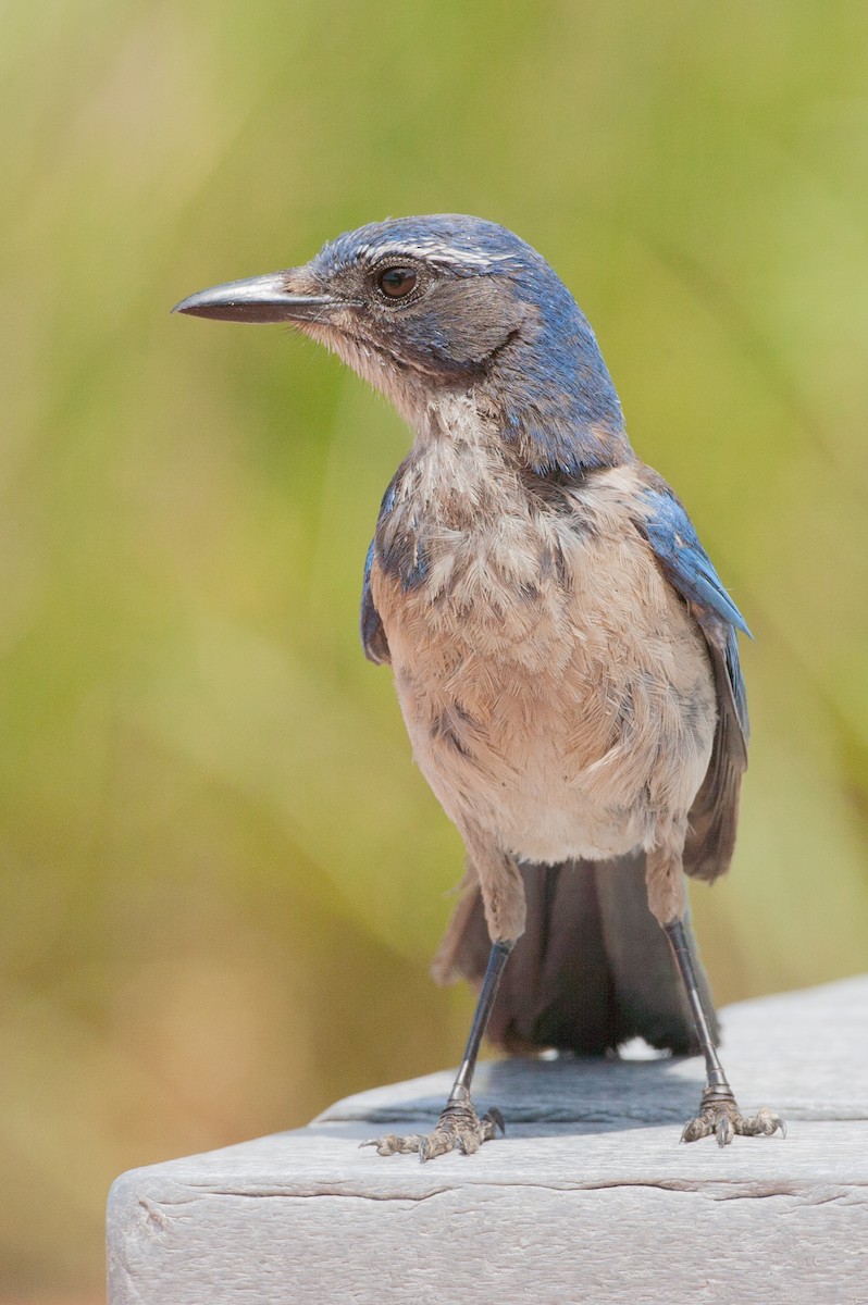 California Scrub-Jay - ML620534996