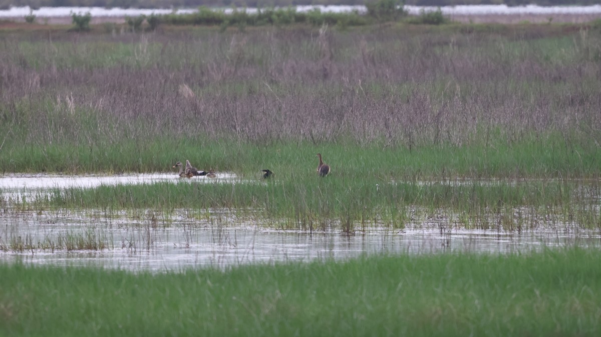 Lesser Whistling-Duck - ML620534997