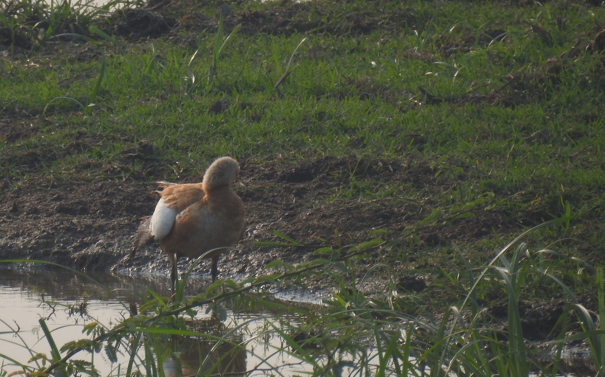 Ruddy Shelduck - ML620535003