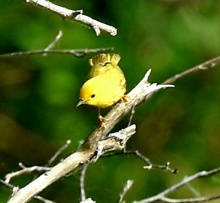 Yellow Warbler - ML620535006
