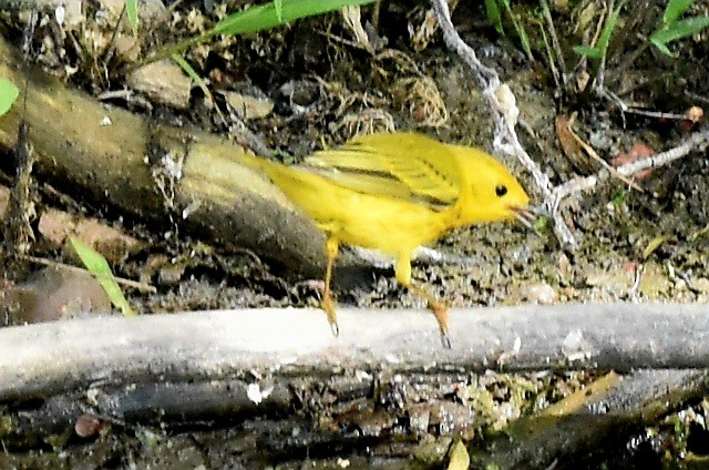 Yellow Warbler - ML620535008