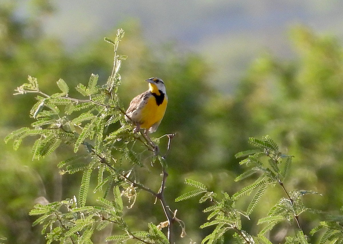 Chihuahuan Meadowlark - ML620535012