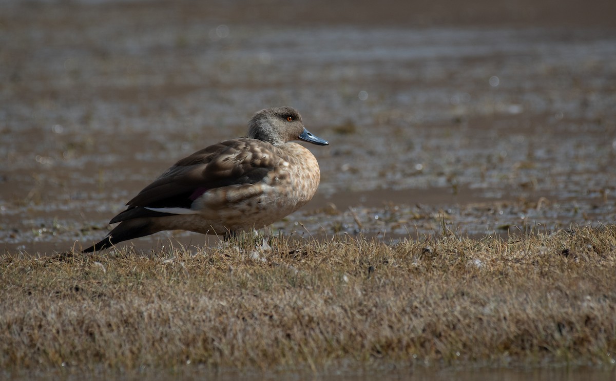 Crested Duck - ML620535022