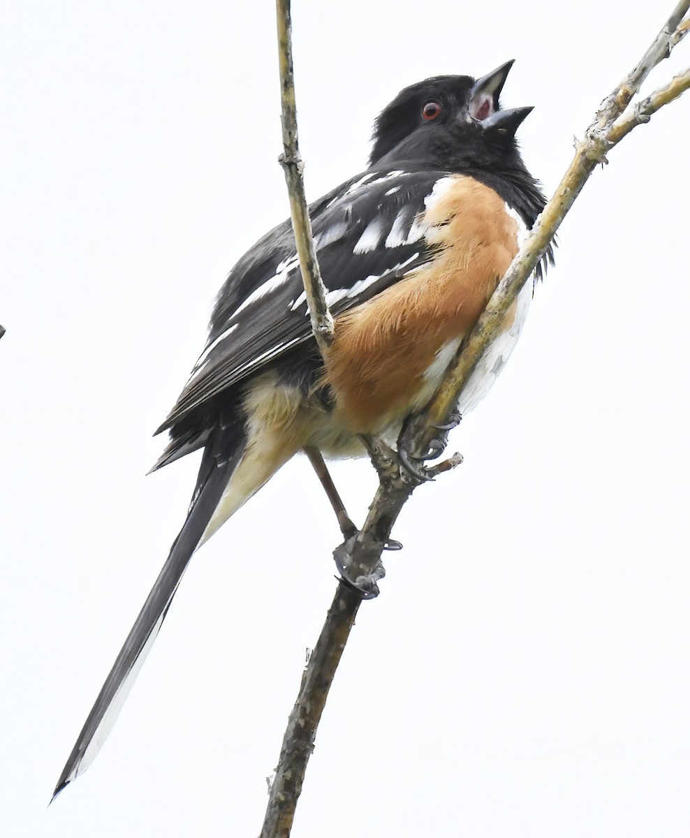 Spotted Towhee - ML620535023