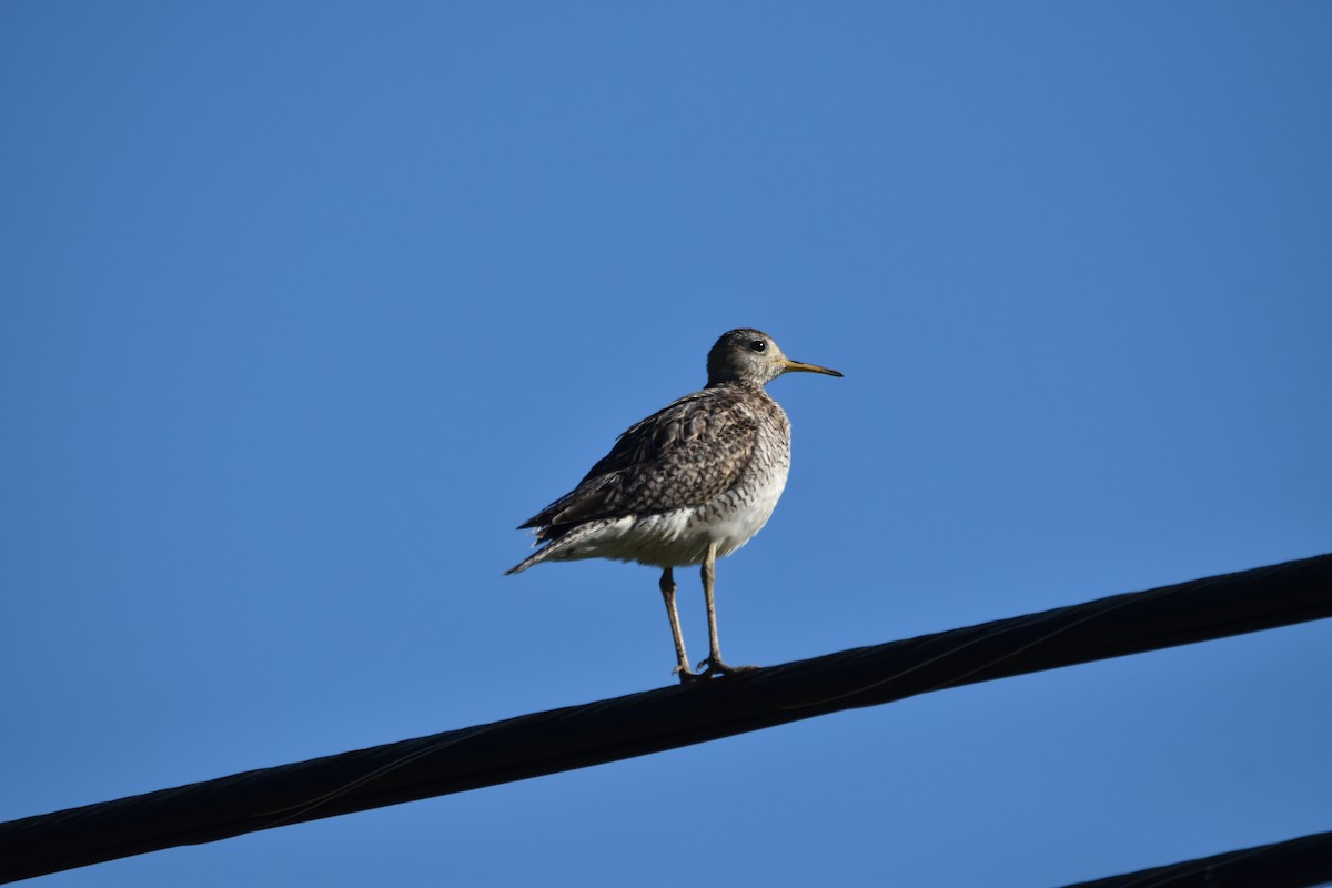 Upland Sandpiper - ML620535028